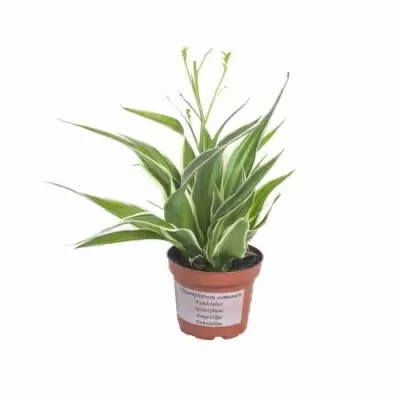 Хлорофитум Айриш