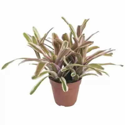 Нидулярия Вариегата Фаирбол