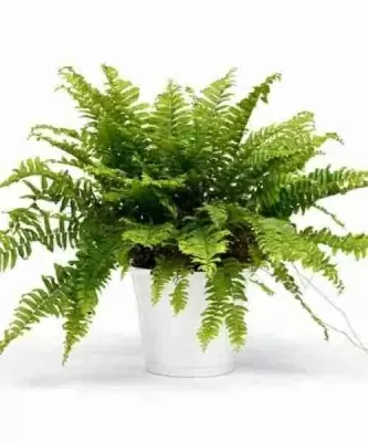 Нефролепис Бостон