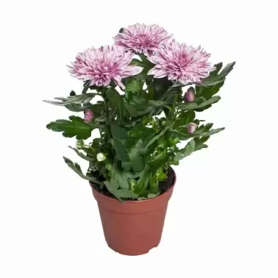 Хризантема зембла Вип