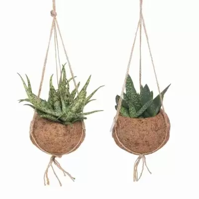 Алоэ и Гастерия ампельные Алоэ и Гастерия ампельные