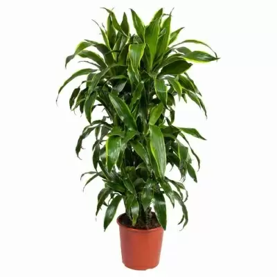 Драцена фрагранс Артуро разветвленная Драцена фрагранс Артуро разветвленная