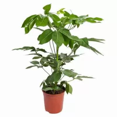 Шеффлера Амате