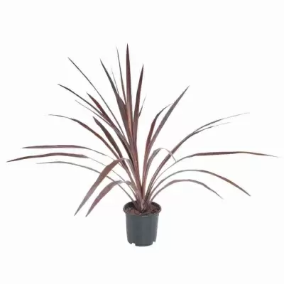 Кордилина Аустралис Красная