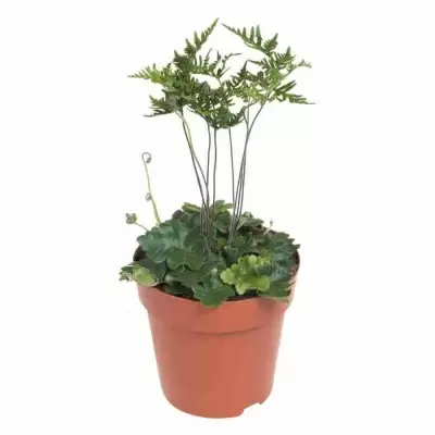 Дориоптерис Кордата Дориоптерис Кордата