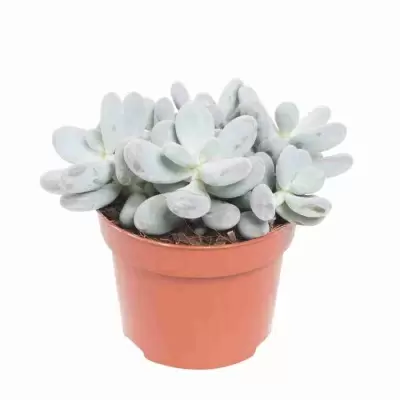 Крассула роджерси