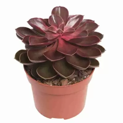 Эхеверия Меджик Парел