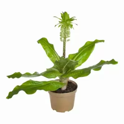 Эукомис Биколор Эукомис Биколор