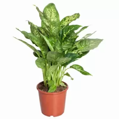 Аглаонема Роял Даймонд