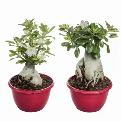 Бонсай Адениус