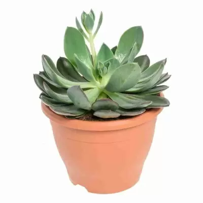 Эхеверия Сильвер Квин