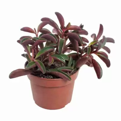 Пеперомия Гравеоленс