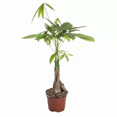 Пахира Акватика