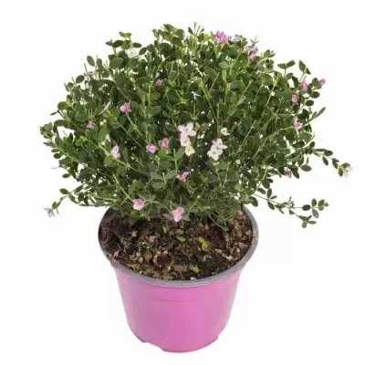 Борония розовая