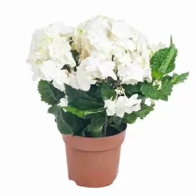 Гортензия Papillon Гортензия Papillon