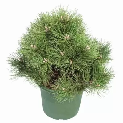 Сосна горная Варелла