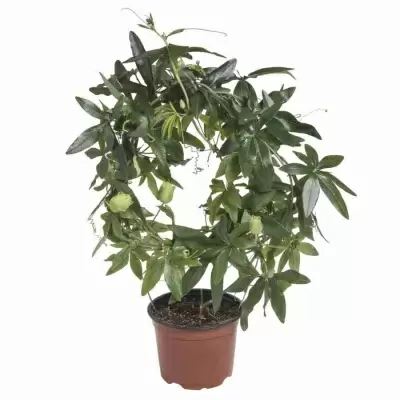 Пассифлора Карулеа