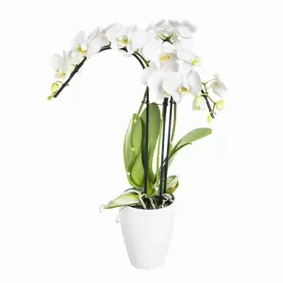 Фаленопсис Белый 3 ст