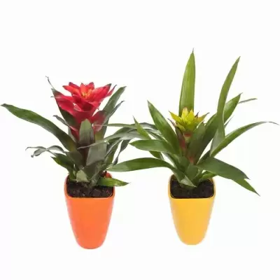 Гузмания Микс