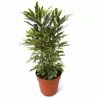 Дизиготека Бианка