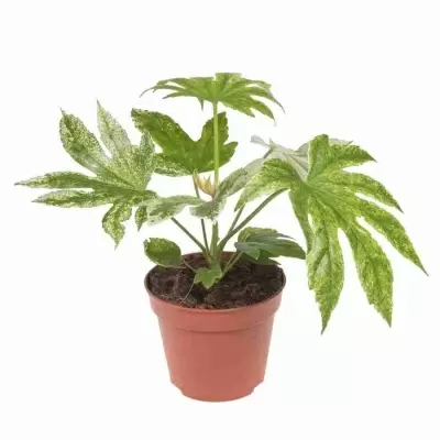 Фатсия японская Спайдер Веб