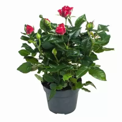 Роза патио Норико Роза патио Норико