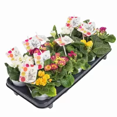 Примула акаулис Микс