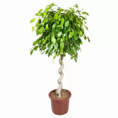 Фикус бенджамина Нитида Спираль