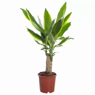 Драцена фрагранс Голден Кост 1ст