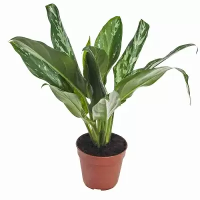 Аглаонема Грин Леди