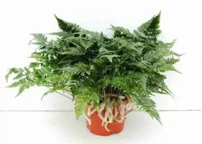 Даваллия Даваллия