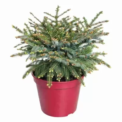 Ель сербская