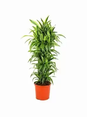 Драцена Лемон Лайм разветвленная 