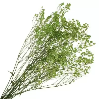 Гипсофила стабилизированная