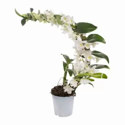 Дендробиум нобиле Белый бумеранг 1 ст