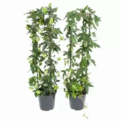 Пассифлора Микс цилиндр