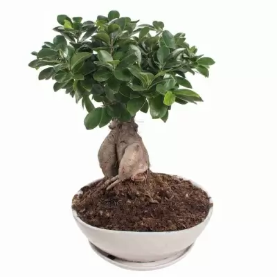 Бонсай фикус микрокарпа Моклейм