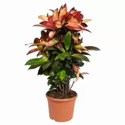 Кодиеум Миссис Айстон разветвленный