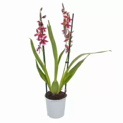 Камбрия Барокко 2 ст