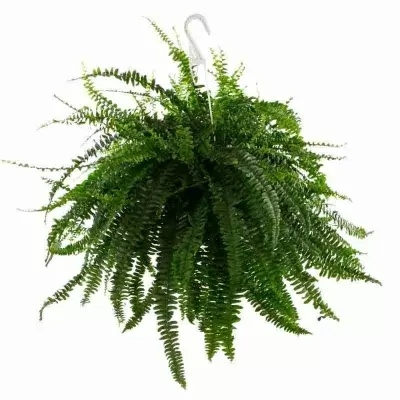 Нефролепис Грин Леди ампельный  Нефролепис Грин Леди ампельный