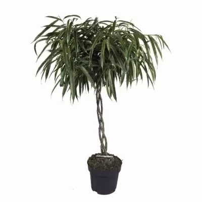 Фикус биннендийка Амстел Кинг переплетеный