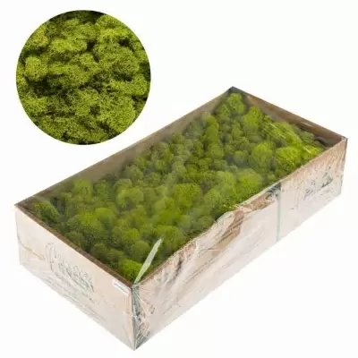 Мох стабилизированный фисташковый Мох стабилизированный фисташковый