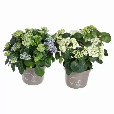 Гортензия кудрявая микс Гортензия кудрявая микс