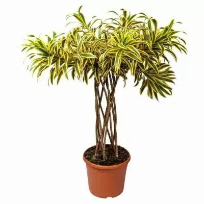 Драцена рефлекса Сонг Оф Индия цилиндр