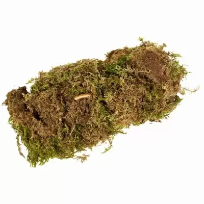 Мох сфагнум Мох сфагнум