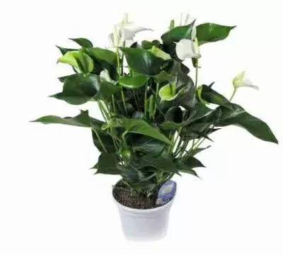 Антуриум Андрианум Чемпион Белый