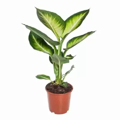 Диффенбахия Уайт Флейм