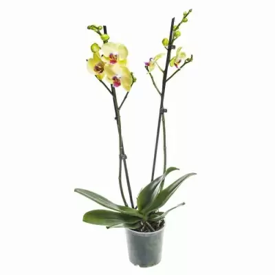 Фаленопсис Лаймлайт 