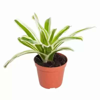 Неорегелия Эль Нидо