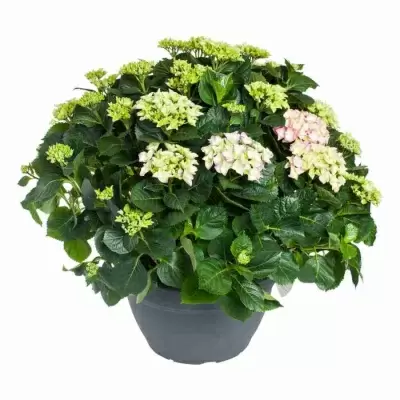 Гортензия Big Smile розовая Гортензия Big Smile розовая